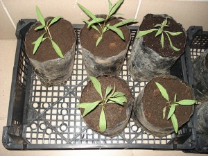 Goji bogyó